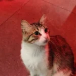 Yeliz Uzun ürün değerlendirmesi