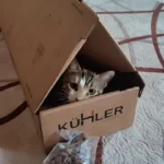 Hikmet Oral ürün değerlendirmesi