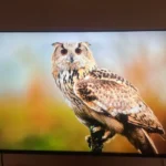 Şeyma Erkan ürün değerlendirmesi